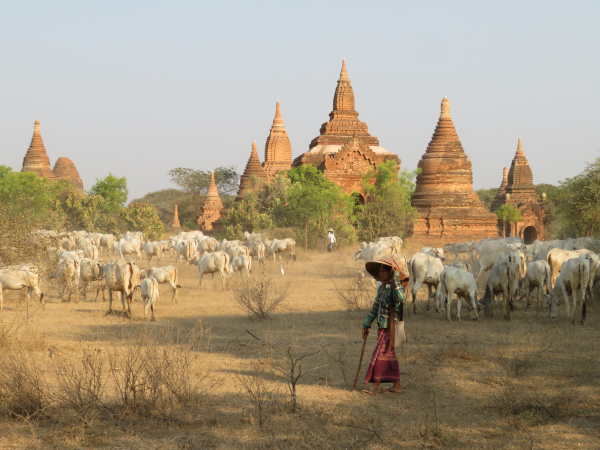 Cattle rearing in Myanmar © CIRAD, Bénédicte Chambon